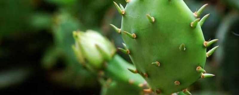仙人掌干瘪如何复壮