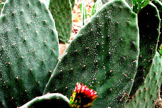 仙人掌干瘪如何复壮