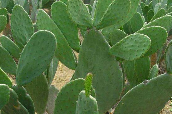 仙人掌干瘪如何复壮