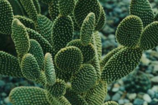 仙人掌干瘪如何复壮