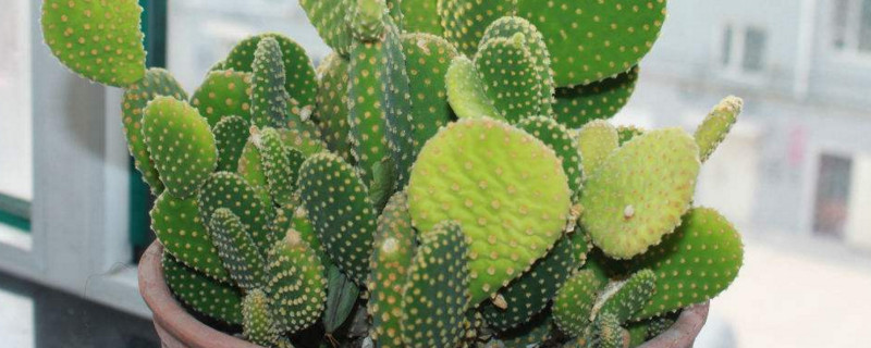 仙人掌为何没有叶子