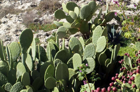 仙人掌为何没有叶子