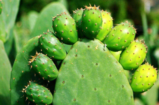 仙人掌为何没有叶子