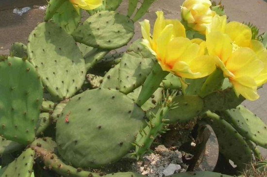 仙人掌为何没有叶子