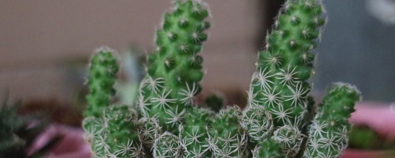 小仙人掌盆栽如何养