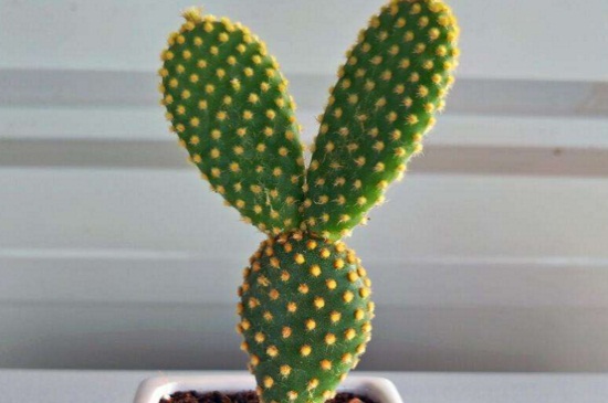 小仙人掌盆栽如何养