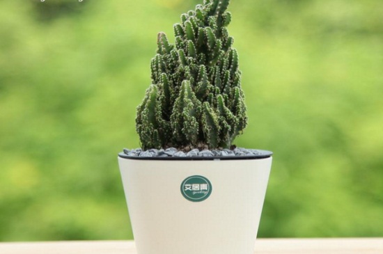 小仙人掌盆栽如何养