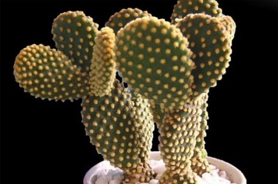 仙人掌生长在什么地方,生长南北美洲干旱沙漠之地