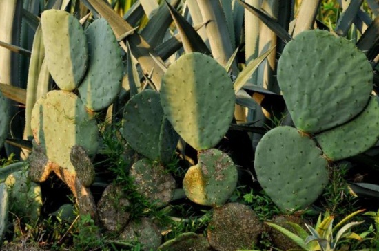 仙人掌如何适应沙漠干旱的环境，叶片可储藏水分抵抗紫外线
