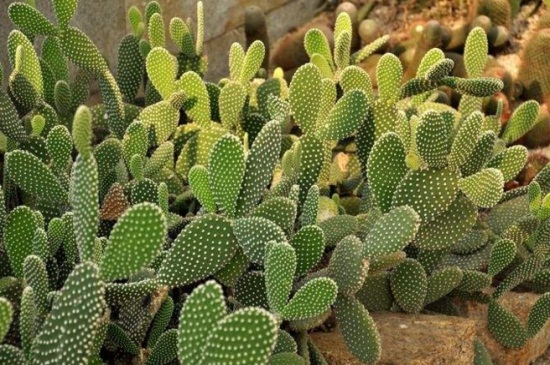 仙人掌如何适应沙漠干旱的环境，叶片可储藏水分抵抗紫外线