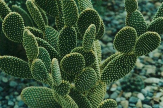 仙人掌如何适应沙漠干旱的环境，叶片可储藏水分抵抗紫外线