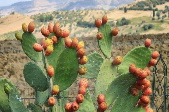 仙人掌秋季如何养，追施薄肥通风养护