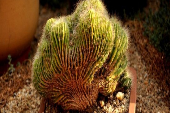 仙人掌秋季如何养，追施薄肥通风养护