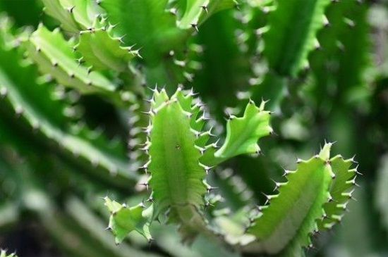 仙人掌的作用与功效,清热解毒美容养颜