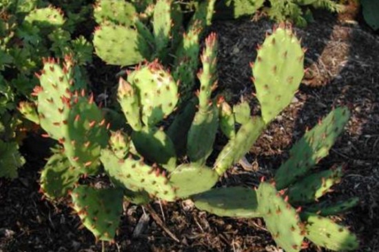 仙人掌的作用与功效,清热解毒美容养颜