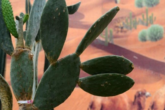 仙人掌能治痔疮吗，果肉捣碎使用可缓解痔疮