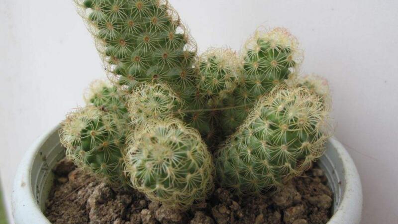 仙人掌不开花是如何回事