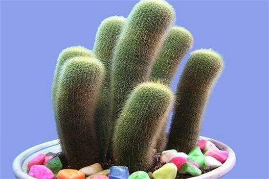 仙人掌不开花是如何回事
