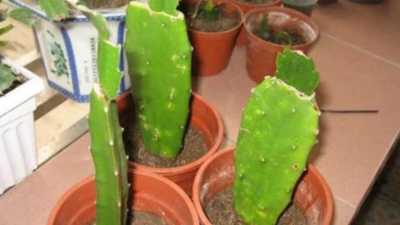 如何用仙人掌嫁接蟹爪兰