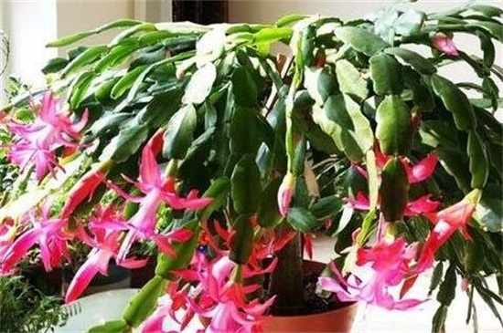 如何用仙人掌嫁接蟹爪兰