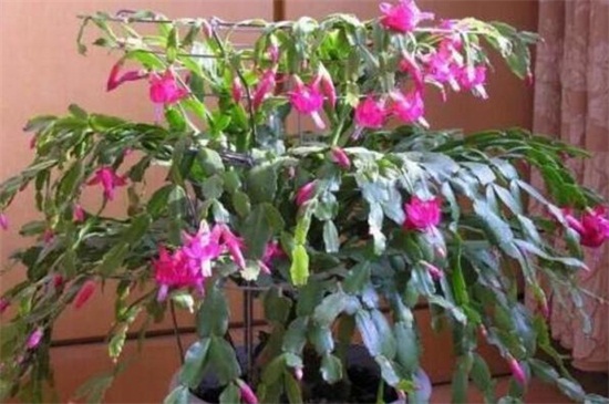 如何用仙人掌嫁接蟹爪兰