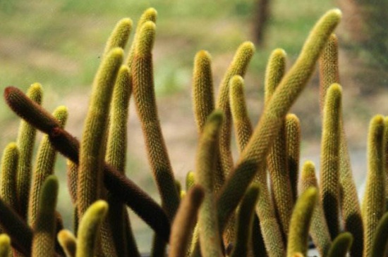 黄金钮的繁殖办法，春秋两季可分株繁殖