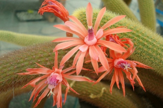 黄金钮的繁殖办法，春秋两季可分株繁殖