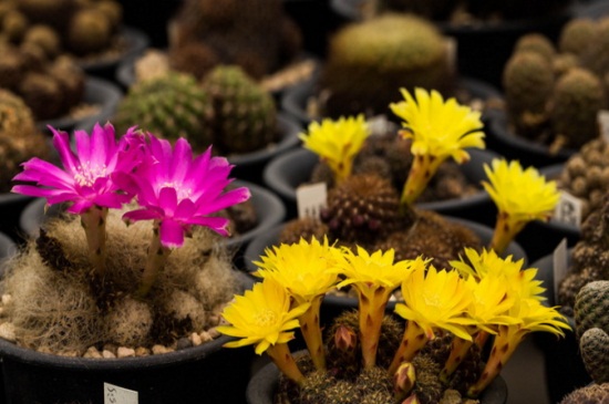 黄金钮的繁殖办法，春秋两季可分株繁殖