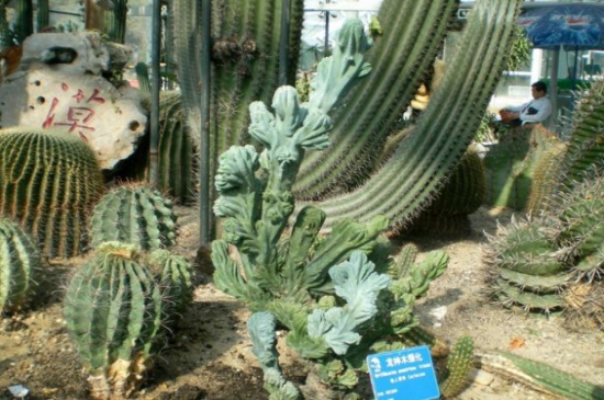 仙人柱种类大全，详解4大仙人柱种类