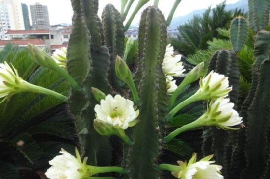 仙人柱种类大全，详解4大仙人柱种类