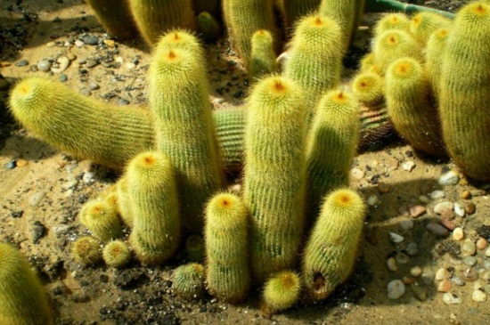 仙人柱种类大全，详解4大仙人柱种类