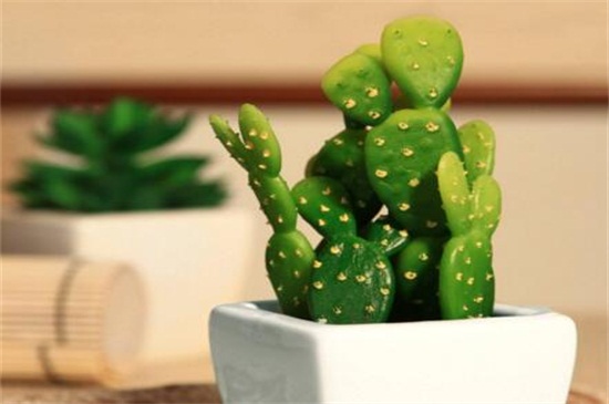 为何仙人掌不怕干旱,叶片针状根茎肥厚