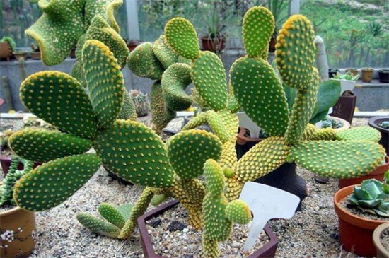 为何仙人掌不怕干旱,叶片针状根茎肥厚