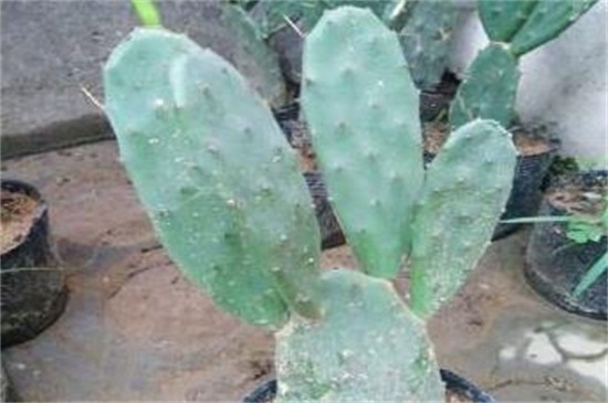 为何仙人掌不怕干旱,叶片针状根茎肥厚