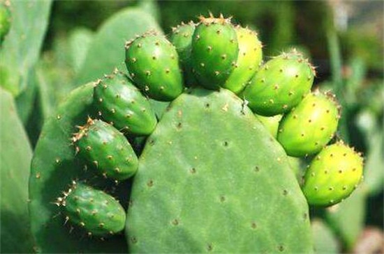 为何仙人掌不怕干旱,叶片针状根茎肥厚