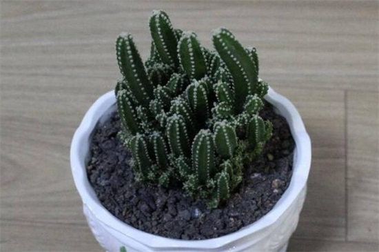 新剪下的仙人棒如何种