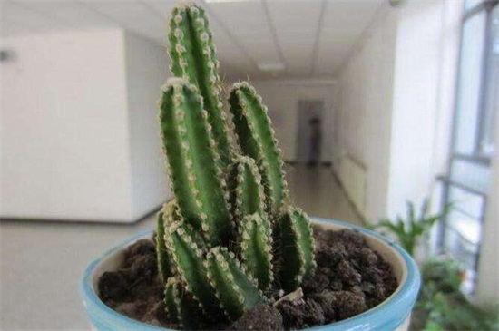 新剪下的仙人棒如何种