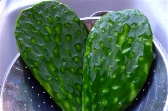 仙人掌能吃吗如何吃,可切条沾蜂蜜或泡茶饮用