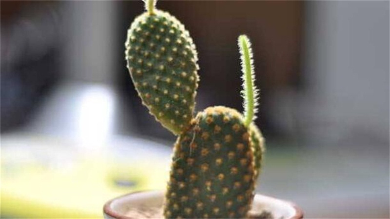 仙人掌如何养