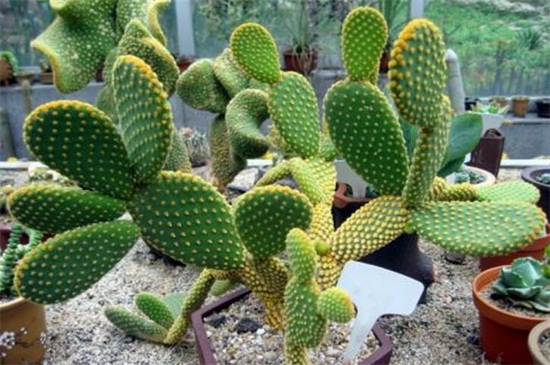 仙人掌如何养