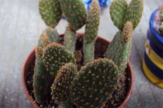 仙人掌如何养
