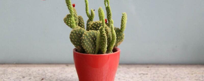 仙人掌如何浇水