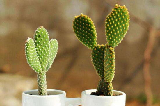 仙人掌如何浇水