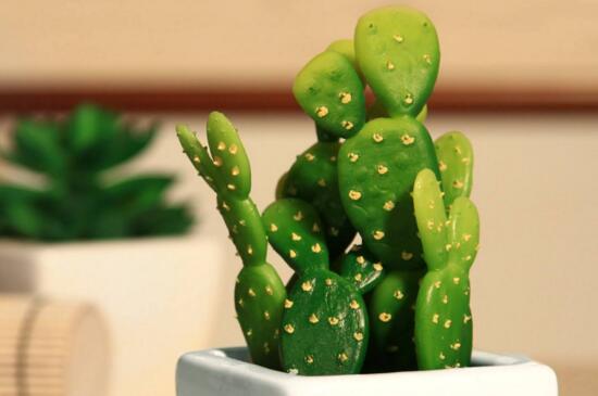 仙人掌如何浇水