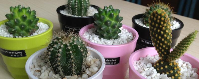 仙人掌浇水办法