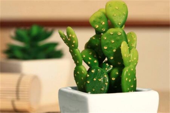 仙人掌浇水办法