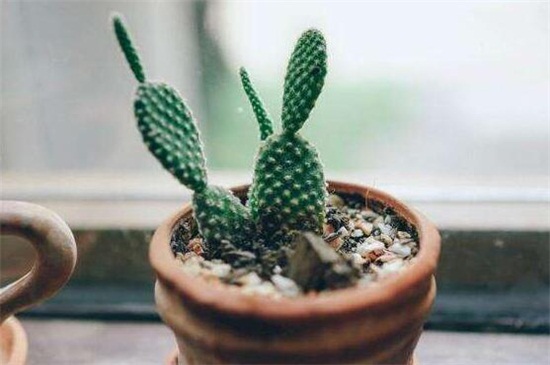 仙人掌移栽留意事项,避免伤到植株根须