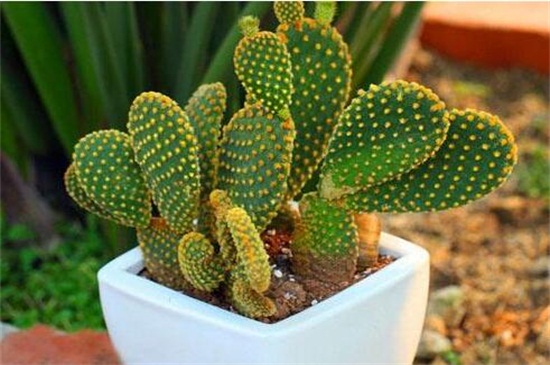 仙人掌移栽留意事项,避免伤到植株根须