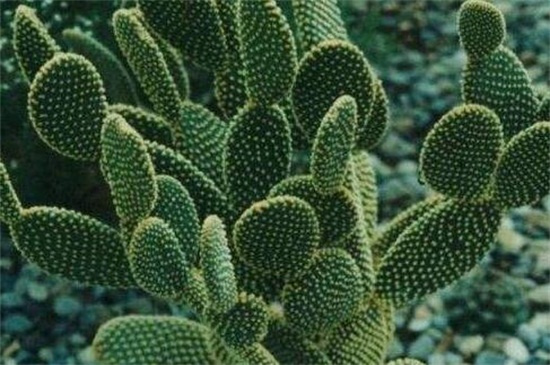 仙人掌移栽留意事项,避免伤到植株根须