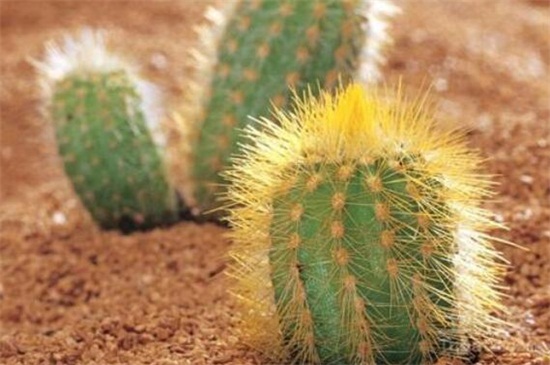 仙人掌移栽留意事项,避免伤到植株根须